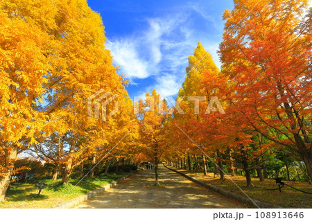 【兵庫県】紅葉した神戸市立森林植物公園のメタセコイア並木 【兵庫県】紅葉した神戸市立森林植物公園のメタセコイア並木 108913646