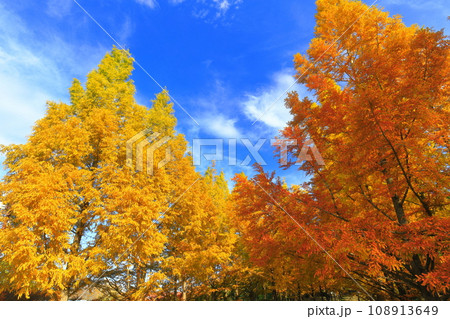 【兵庫県】紅葉した神戸市立森林植物公園のメタセコイア並木 【兵庫県】紅葉した神戸市立森林植物公園のメタセコイア並木 108913649