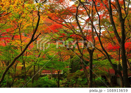 【兵庫県】瑞宝寺公園の紅葉（有馬温泉） 108913659