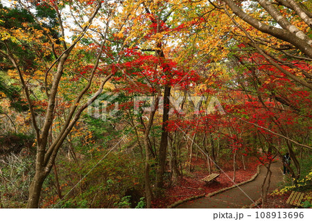 【兵庫県】瑞宝寺公園の紅葉（有馬温泉） 108913696
