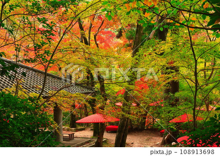 【兵庫県】瑞宝寺公園の紅葉(有馬温泉) 【兵庫県】瑞宝寺公園の紅葉(有馬温泉) 108913698