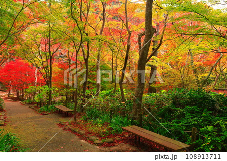 【兵庫県】瑞宝寺公園の紅葉(有馬温泉) 【兵庫県】瑞宝寺公園の紅葉(有馬温泉) 108913711