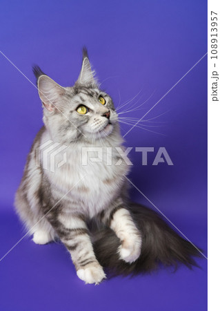 Playful Longhair Maine Coon Cat with yellow eyes sitting with one paw raised and looking up 108913957