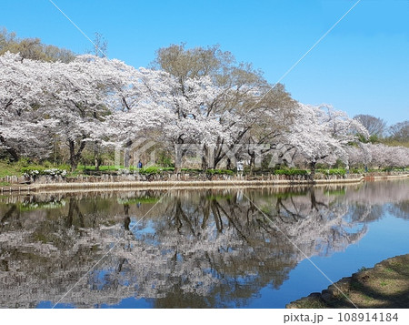 さくら満開 上尾丸山公園 さくら満開 上尾丸山公園 108914184