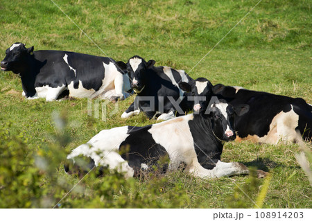 北海道、標津郡「中標津町」近辺で放牧されている牛 108914203