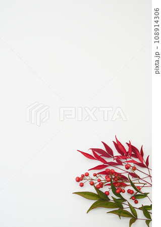 縁起木 縁起木 108914306