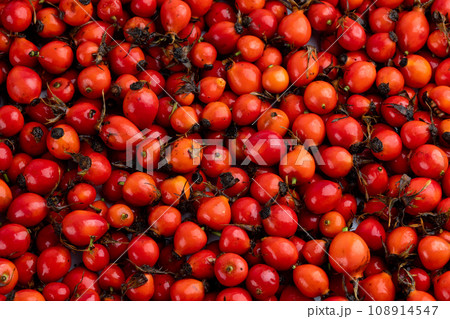 pile of red dog-rose rosehip fruits full frame background and texture pile of red dog-rose rosehip fruits full frame background and texture 108914547