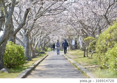 さくら咲く公園の並木道 さくら咲く公園の並木道 108914720