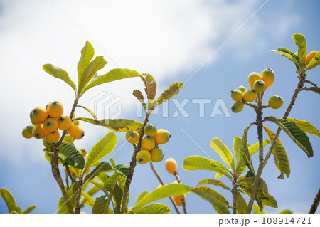 青空に映えるビワの実 108914721