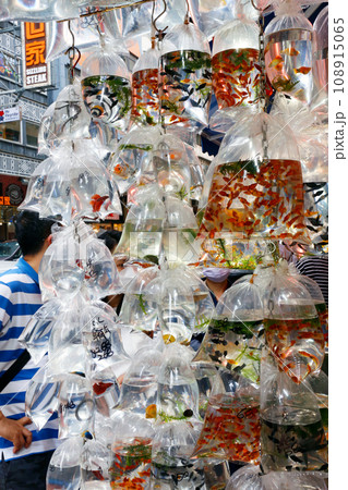 香港・通菜街(金魚街)で、ビニール袋に酸素とともに入れられて売られる金魚や熱帯魚 香港・通菜街(金魚街)で、ビニール袋に酸素とともに入れられて売られる金魚や熱帯魚 108915065