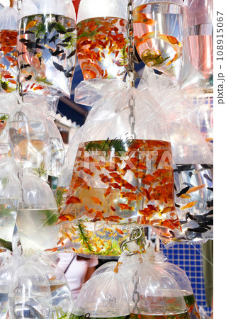香港・通菜街(金魚街)で、ビニール袋に酸素とともに入れられて売られる金魚や熱帯魚 香港・通菜街(金魚街)で、ビニール袋に酸素とともに入れられて売られる金魚や熱帯魚 108915067