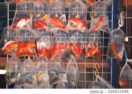 香港・通菜街(金魚街)で、ビニール袋に入れられて売られる金魚 香港・通菜街(金魚街)で、ビニール袋に入れられて売られる金魚 108915096