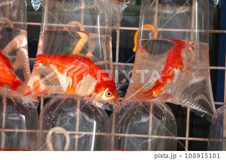 香港・通菜街(金魚街)で、ビニール袋に酸素とともに入れられて売られる金魚や熱帯魚 香港・通菜街(金魚街)で、ビニール袋に酸素とともに入れられて売られる金魚や熱帯魚 108915101