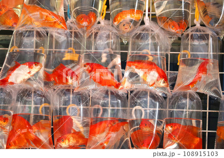 香港・通菜街(金魚街)で、ビニール袋に酸素とともに入れられて売られる金魚や熱帯魚 香港・通菜街(金魚街)で、ビニール袋に酸素とともに入れられて売られる金魚や熱帯魚 108915103