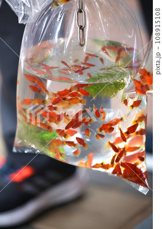 香港・通菜街(金魚街)で、ビニール袋に酸素とともに入れられて売られる金魚や熱帯魚 香港・通菜街(金魚街)で、ビニール袋に酸素とともに入れられて売られる金魚や熱帯魚 108915108