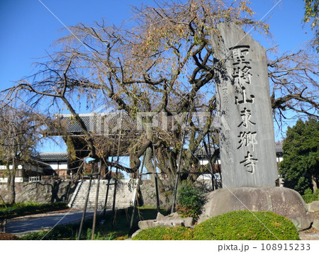 11月の東郷寺と碑銘 11月の東郷寺と碑銘 108915233