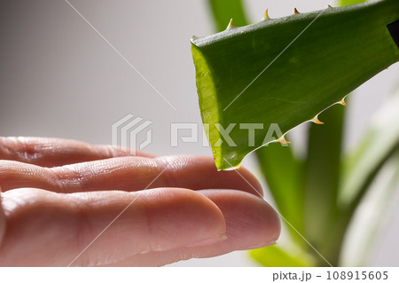 Aloe drops fall and moisturize the skin of female hands Aloe drops fall and moisturize the skin of female hands 108915605