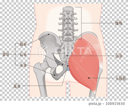 gluteus medius, gluteus medius, gluteus maximus, hip joint, pelvis, muscle 108915630