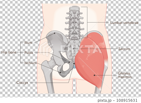 gluteus medius, gluteus medius, gluteus maximus, hip joint, pelvis, muscle gluteus medius, gluteus medius, gluteus maximus, hip joint, pelvis, muscle 108915631