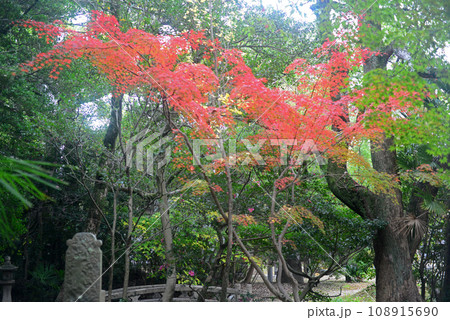 伊丹昆陽寺境内の弁天堂に架かる石橋と紅葉-2 108915690