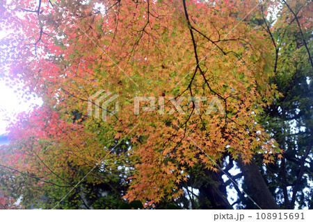 伊丹昆陽寺境内の紅葉-3 108915691