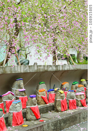 京都 紫雲山頂法寺 六角堂のお地蔵様と桜(京都市中京区) 京都 紫雲山頂法寺 六角堂のお地蔵様と桜(京都市中京区) 108915805