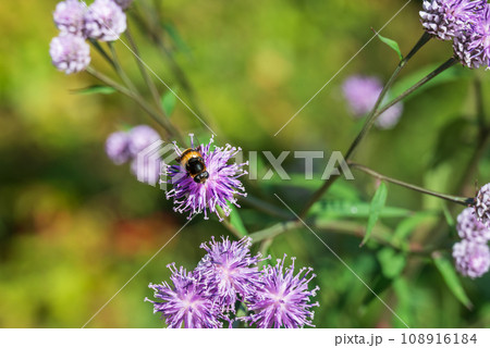 ヒメヒゴタイの蜜を吸うハナアブ ヒメヒゴタイの蜜を吸うハナアブ 108916184