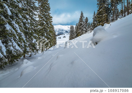 Winter landscape with snowy pine trees, Carpathians, Romania Winter landscape with snowy pine trees, Carpathians, Romania 108917086