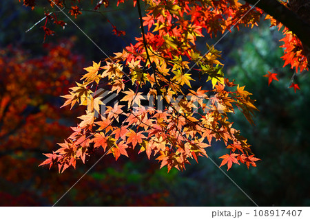 鮮やかな紅葉 108917407