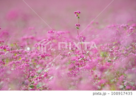 赤そばの花 赤そばの花 108917435