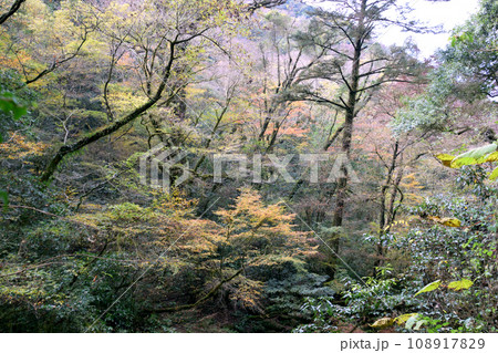 菊池渓谷 の紅葉 菊池渓谷 の紅葉 108917829