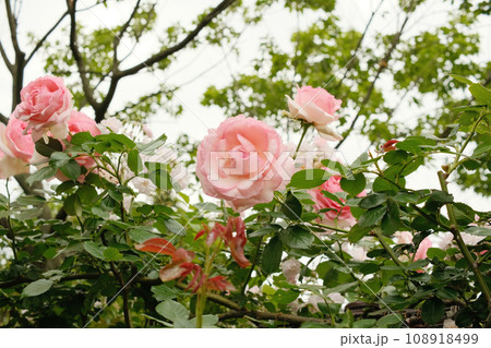 バラ園の美しいピンク色のバラ 108918499