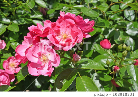 樹木：バラ　バラ科 108918531