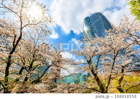 東京 港区 六本木 毛利庭園の桜と六本木ヒルズ 東京 港区 六本木 毛利庭園の桜と六本木ヒルズ 108918558
