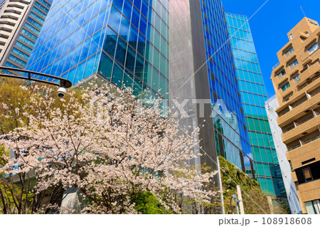 東京 港区 六本木 トライセブンロッポンギ前の桜 東京 港区 六本木 トライセブンロッポンギ前の桜 108918608