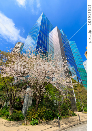 東京 港区 六本木 トライセブンロッポンギ前の桜 東京 港区 六本木 トライセブンロッポンギ前の桜 108918613