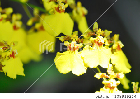 orchid or yellow orchid flower ,yellow oncidium 108919254