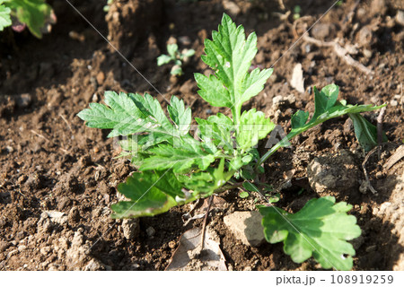 食用として汁物にも使われるヨモギの葉【若葉】 食用として汁物にも使われるヨモギの葉【若葉】 108919259