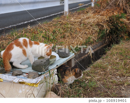 ご飯の順番待ちをする猫 108919401