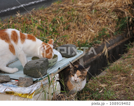 ご飯の順番待ちをする猫 ご飯の順番待ちをする猫 108919402