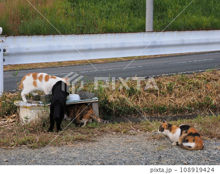 ご飯の順番待ちをする猫 ご飯の順番待ちをする猫 108919424