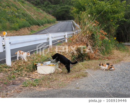 ご飯の順番待ちをする猫 108919446