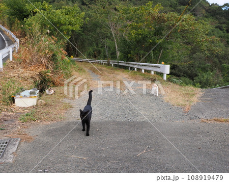 ご飯の順番待ちをする猫 ご飯の順番待ちをする猫 108919479