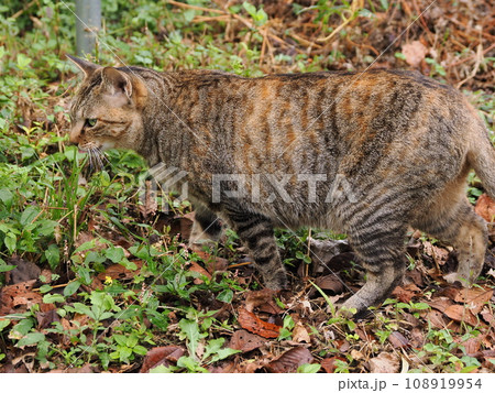 おなかの調子が悪いのか猫草を探すネコ 108919954