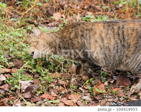 おなかの調子が悪いのか猫草を探すネコ 108919955