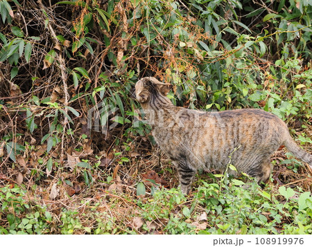 おなかの調子が悪いのか猫草を探すネコ 108919976