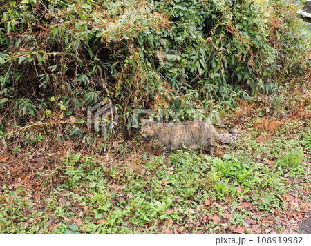 おなかの調子が悪いのか猫草を探すネコ 108919982
