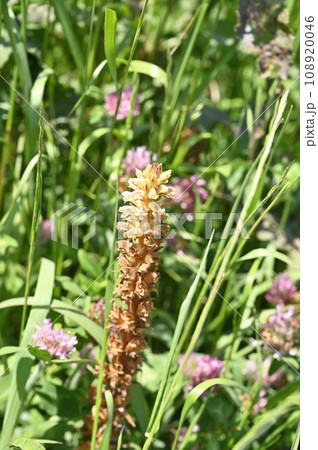 植物：ヤセウツボ　ハマウツボ科 108920046