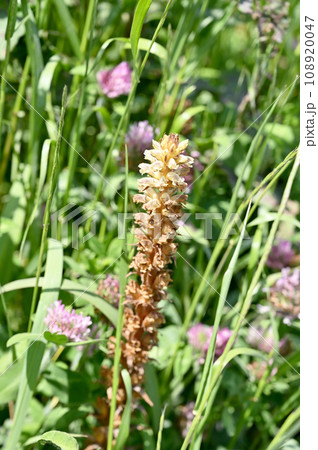 植物：ヤセウツボ　ハマウツボ科 108920047