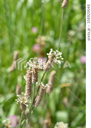 植物：ヘラオオバコ　オオバコ科 108920048